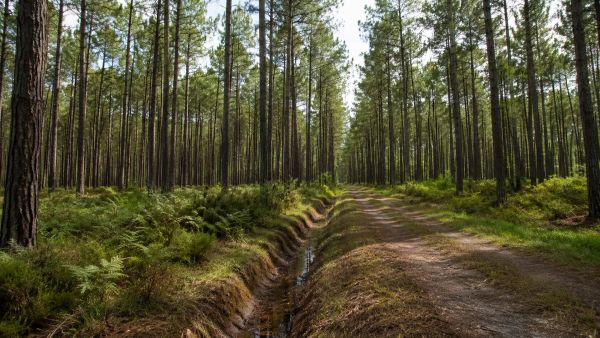 Comprendre pourquoi la forêt des Landes a été plantée par l'homme